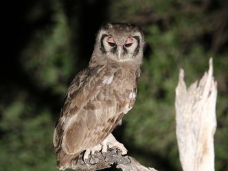 South Luangwa National Park - Giant Eagle Owl (Milchuhu) South Luangwa National Park - Giant Eagle Owl (Milchuhu)