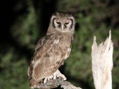 South Luangwa National Park - Giant Eagle Owl (Milchuhu)