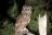 South Luangwa National Park - Giant Eagle Owl (Milchuhu)