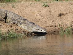 Affordable Zambia - Krokodil am Ufer des Zambezi