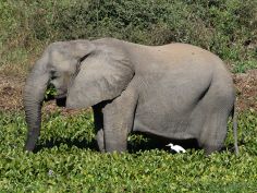 Affordable Zambia - Elefant im Lower Zambezi National Park