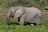 Affordable Zambia - Elefant im Lower Zambezi National Park