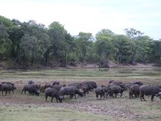 Affordable Zambia - Büffelherde im South Luangwa National Park