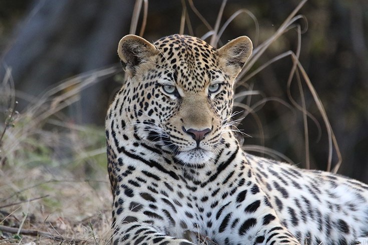 Classic Zambia - Kafue National Park
