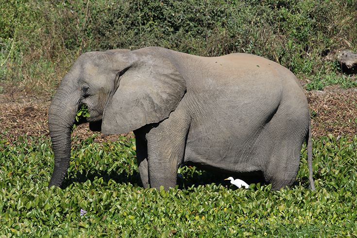 Classic Zambia - Lower Zambezi National Park