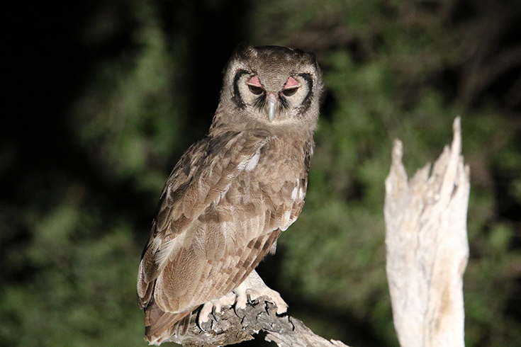 Classic Zambia - Giant Eagle Owl