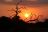 Classic Zambia - Sonnenuntergang im South Luangwa National Park