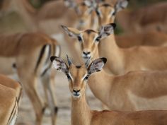 Classic Zambia - Impala im South Luangwe National Park