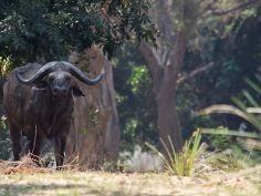 Zambezi Kanu Safari - Büffel am Flussufer