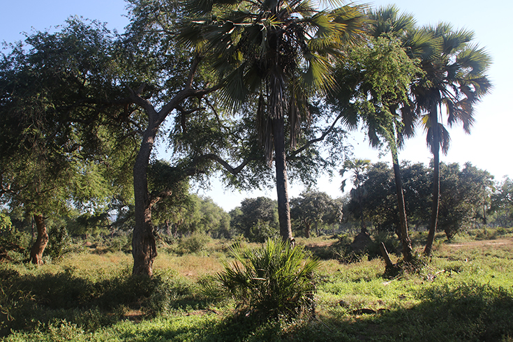 Lower Zambezi