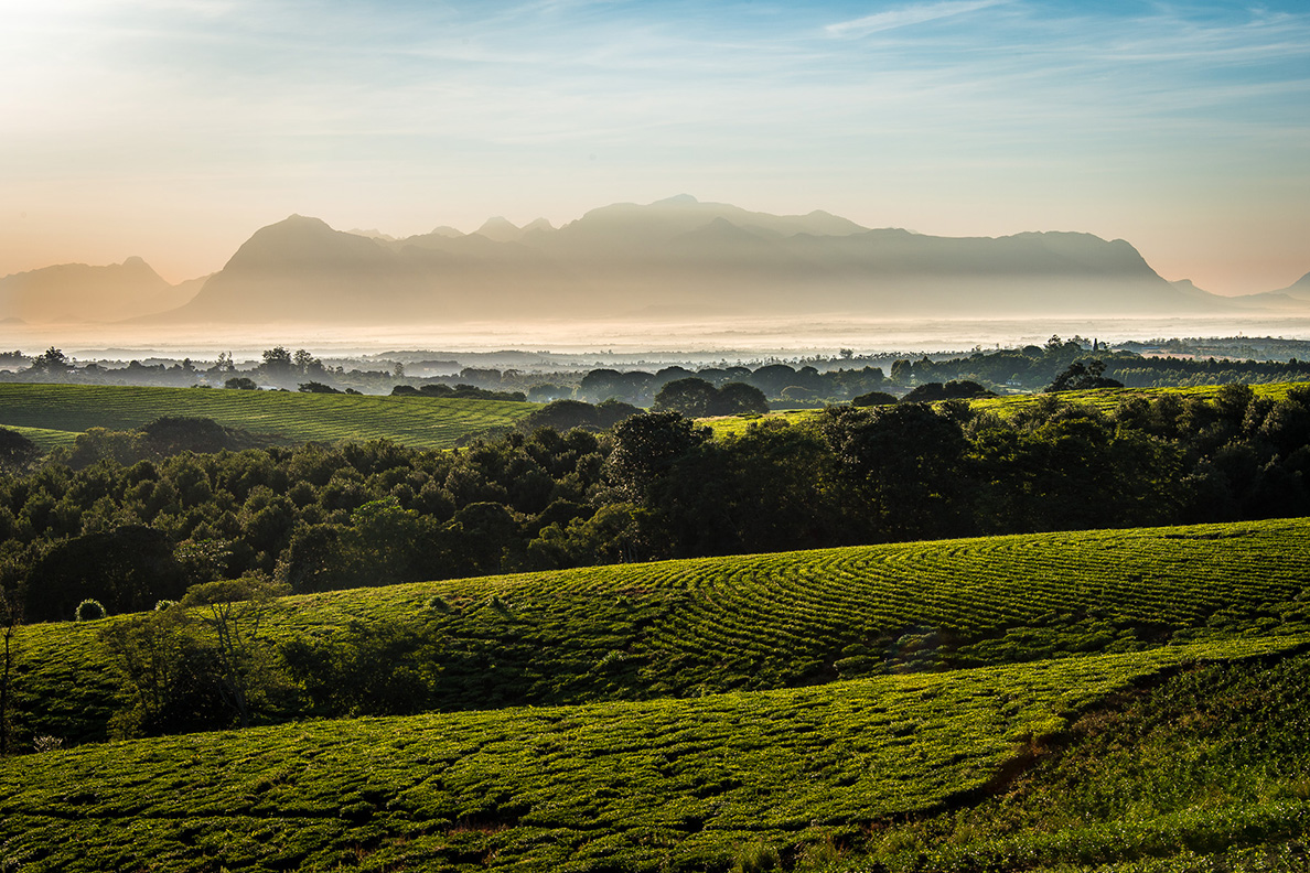 Mulanje Massiv Teeplantage