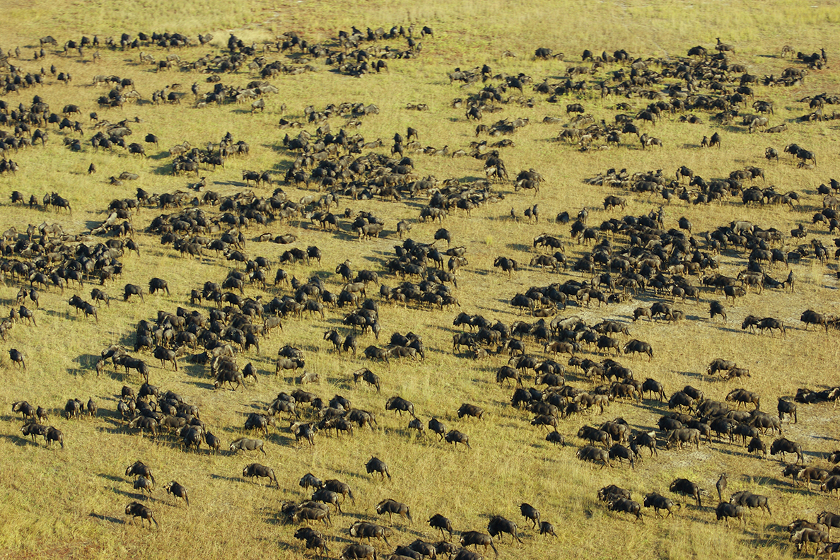 Wildebeest migration