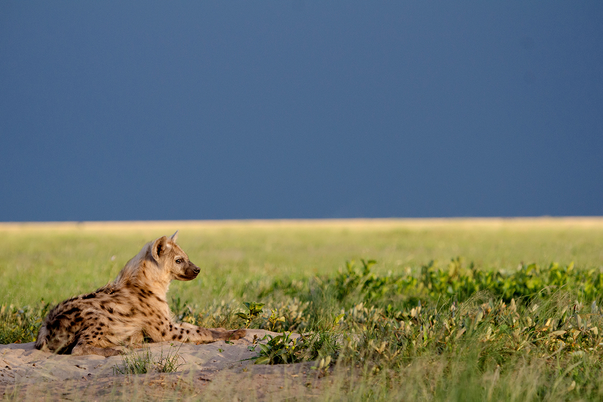 Hyena