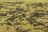 Wildebeest migration