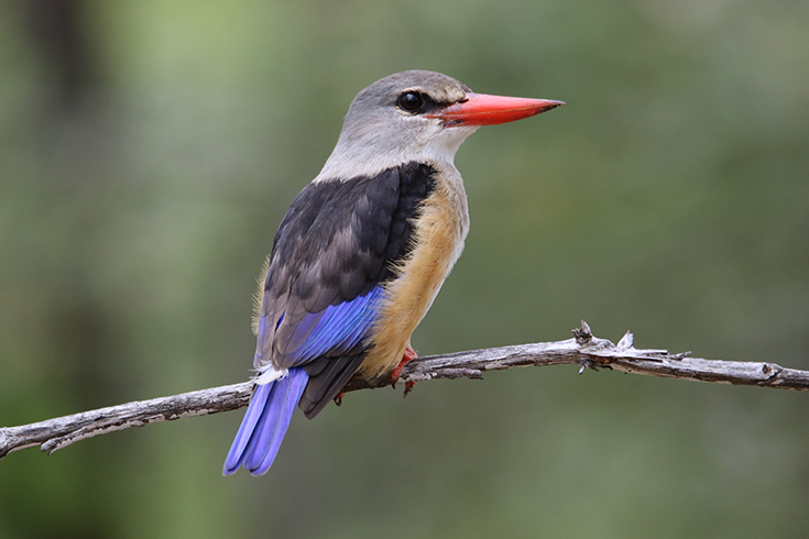 South Luangwa zu Fuss - Graukopfliest (grey-headed kingfisher)