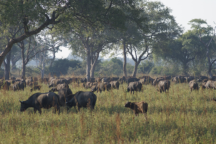 South Luangwa zu Fuss - Büffelherde