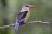 South Luangwa zu Fuss - Graukopfliest (grey-headed kingfisher)