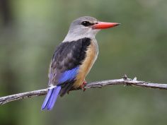 South Luangwa zu Fuss - Graukopfliest (grey-headed kingfisher)