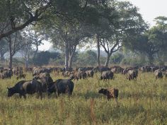 South Luangwa zu Fuss - Büffelherde