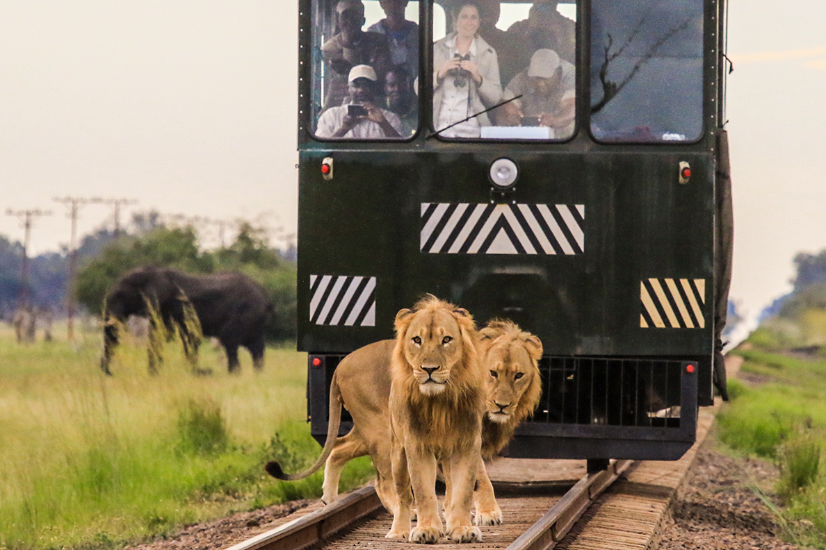 Camelthorn Lodge - Elephant Express