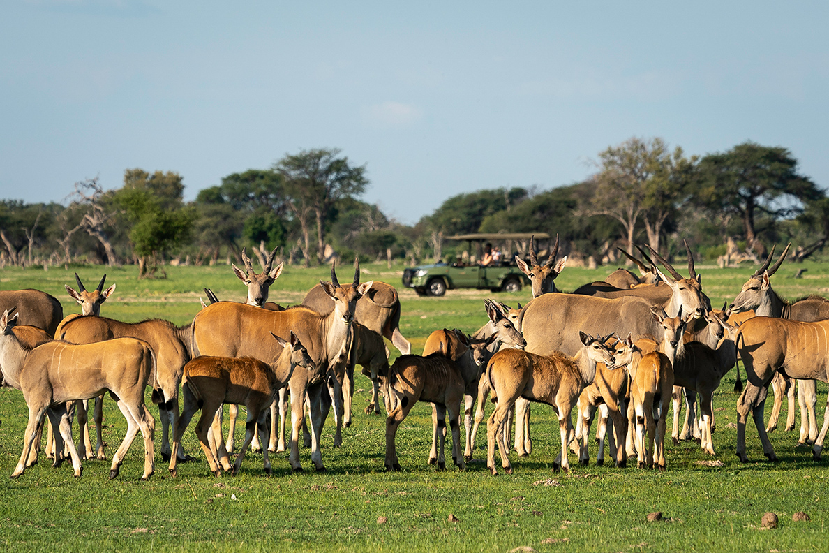 Davison's Camp - Game Drive