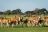 Davison's Camp - Game Drive