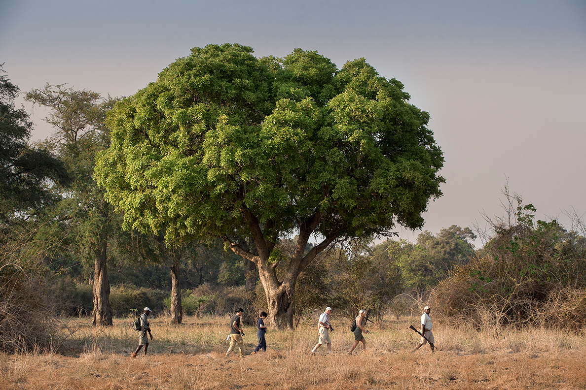 Nyamatusi Camp - Bush Walk