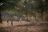 Nyamatusi Camp - Bush Walk