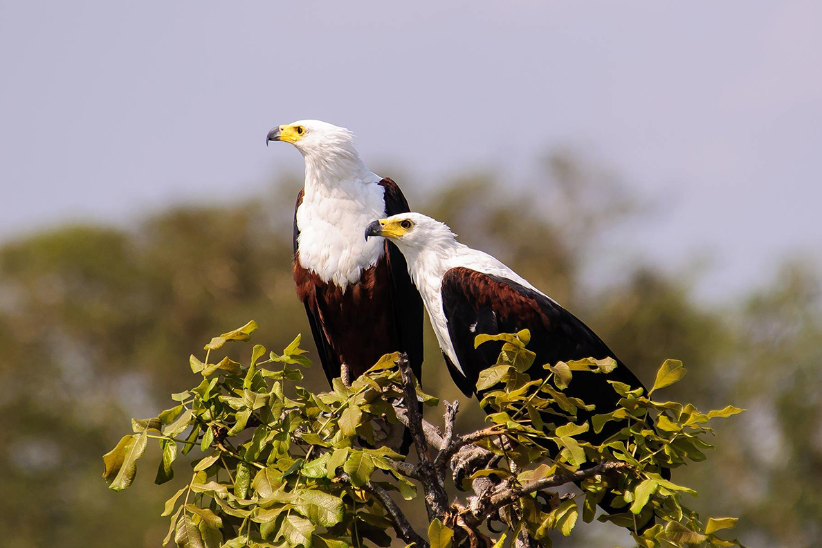 Tsowa Safari Island - African Fish Eagle