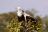 Tsowa Safari Island - African Fish Eagle