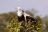 Tsowa Safari Island - African Fish Eagle Tsowa Safari Island - African Fish Eagle