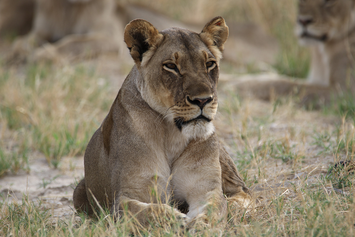 Hwange National Park