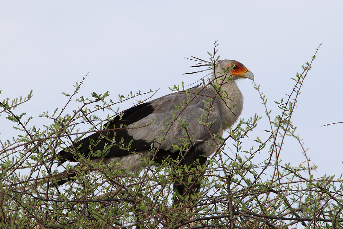 Hwange National Park