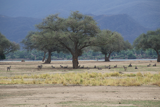 Mana Pools National Park