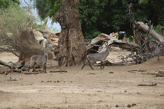 Mana Pools National Park