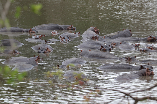 Mana Pools National Park