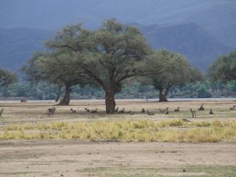 Mana Pools National Park Mana Pools National Park