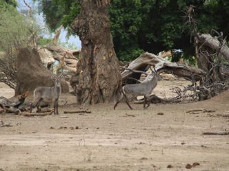 Mana Pools National Park Mana Pools National Park