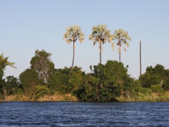 Zambezi National Park - Ilala Palmen auf der zambischen Seite Zambezi National Park - Ilala Palmen auf der zambischen Seite