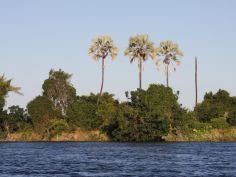 Zambezi National Park - Ilala Palmen auf der zambischen Seite Zambezi National Park - Ilala Palmen auf der zambischen Seite