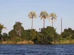 Zambezi National Park - Ilala Palmen auf der zambischen Seite