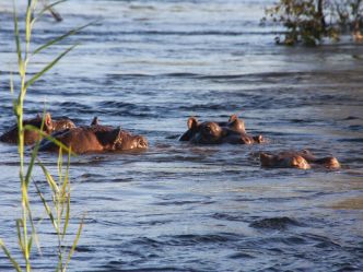 Zambezi National Park - Flusspferde im Zambezi Zambezi National Park - Flusspferde im Zambezi