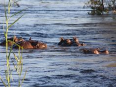 Zambezi National Park - Flusspferde im Zambezi