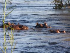 Zambezi National Park - Flusspferde im Zambezi Zambezi National Park - Flusspferde im Zambezi