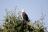 Zambezi National Park - African Fish Eagle