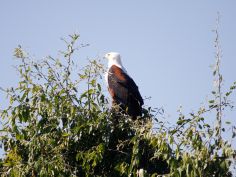 Zambezi National Park - African Fish Eagle Zambezi National Park - African Fish Eagle