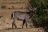 Zambezi National Park - Wasserbock Zambezi National Park - Wasserbock