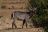 Zambezi National Park - Wasserbock