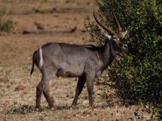 Zambezi National Park - Wasserbock Zambezi National Park - Wasserbock