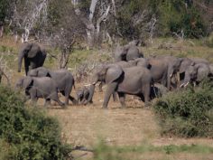 Zambezi National Park - Elefantenherde Zambezi National Park - Elefantenherde